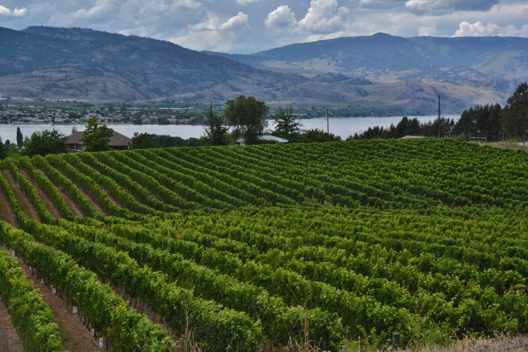 vineyards